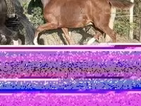 公马, Dutch warmblood horse — 照片 3