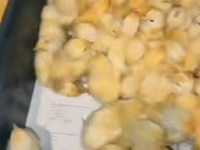Chickens — Foto 2