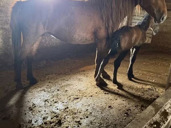 Kanca, Kazakh horse