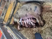 Pigs (batch, sex not specified), Pigs — photo 1