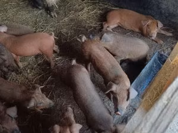 Boar,  — Hungary