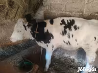 Tehén, Russian Black pied cattle — 2. fotó