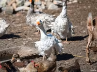 Geese — फ़ोटो 3