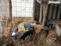 Pigs (batch, sex not specified), Вьетнамская вислобрюхая — photo 3