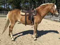 Mare, Haflinger — photo 5