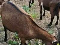 母山羊, Alpine goat — 照片 2