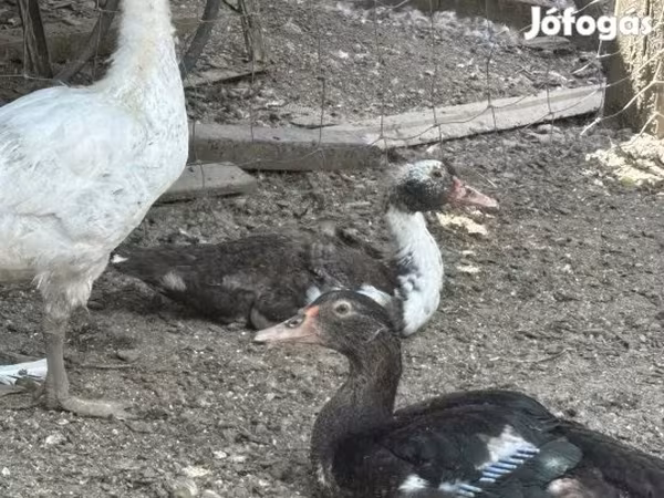 Ducks