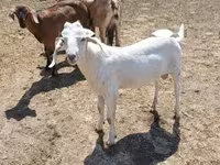 公山羊, Goats — 照片 2