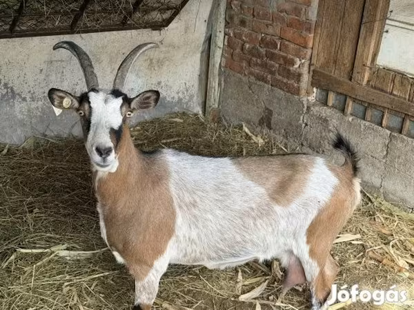Goat, Goats — Hungary