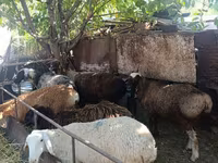 Schaf, Rhon sheep — Foto 7