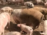 Säue, Schweine — Foto 1