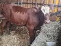 Kuh, Limousin-Kuh — Foto 2