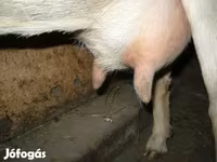 Koza, Kozy — foto 1