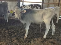 ثور, Swiss cattle — الصورة 5