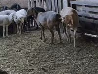 Beran, Arashan sheep — foto 4
