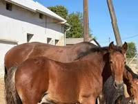 公马, Horses — 照片 4
