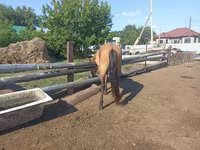 घोड़ा, Mugalzhar horse — फ़ोटो 3