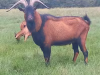 Bak, Alpine goat — 2. fotó