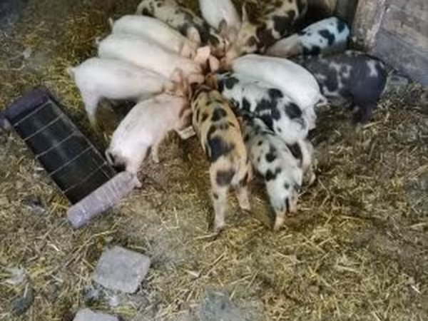 Boar, Pigs — Hungary