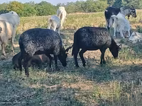 भेड़, Racka sheep — फ़ोटो 2