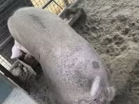 公猪, Pigs — 照片 2