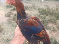 Chickens — 照片 3