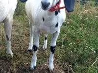 عنزة, Nubian Goat — الصورة 1