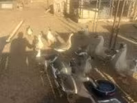 Geese — 1-сурет