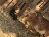 母羊, Cameroon sheep — 照片 1