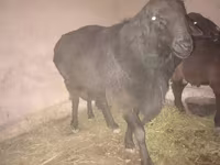 Қошқар, Hissar sheep — 2-сурет