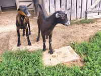 Kozel, Nubian Goat — foto 5