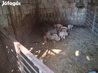Süldőanya, Sertések — 5. fotó