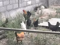 Chickens — 8. fotó