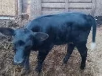 Vache, Bovins — photo 1