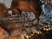 公猪, Дюрок — 照片 4