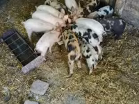 Boar, Pigs — photo 1