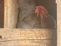 Poule danoise — photo 2