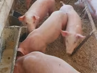 Pigs (batch, sex not specified), Крупная белая — photo 5