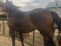 Kobyła, Percheron — zdjęcie 4