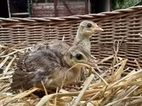 Guinea fowl — Foto 3