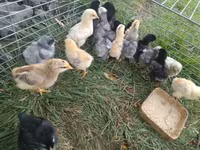 Brahma — foto 2