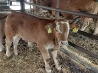 Toro, Ganado vacuno — foto 3