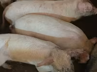 Pigs (batch, sex not specified), Pigs — photo 2