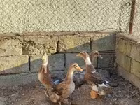 Ducks — photo 4