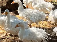 Geese — Foto 2