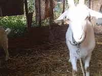 Cabra, Saanen goat — foto 1