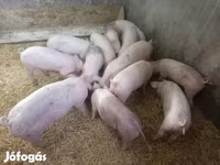 Süldőanya, Крупная белая — 3. fotó