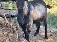 公山羊, Goats — 照片 3