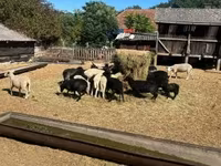 Kos, Merino sheep — 2. fotó