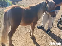 Hing, Shetland Pony — 1. fotó
